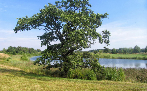 Stanislavavo -+uolas +alia Samanio e+ero7.jpg